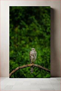 Πίνακας, Hawk on a Branch Γεράκι σε ένα κλαδί