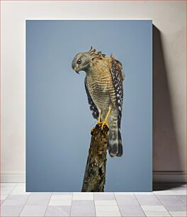 Πίνακας, Hawk perched on a wooden post Γεράκι σκαρφαλωμένο σε ξύλινο στύλο