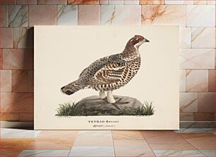 Πίνακας, Hazel grouse, female, 1828, Magnus Von Wright