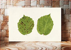 Πίνακας, Hazelnut leaves (Corylus) (1924) byJames Marion Shull
