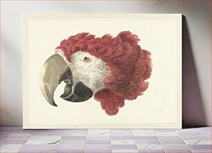 Πίνακας, Head of a Macaw (1725–1792) by Aert Schouman