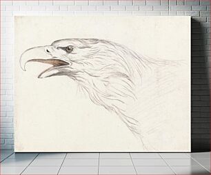 Πίνακας, Head of an Eagle, Facing Left