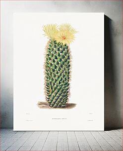 Πίνακας, Hedgehog Cactus (Mammillaria Erecta) from Iconographie descriptive des cactées by Charles Antoine Lemaire (1801–1871)