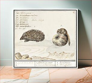 Πίνακας, Hedgehog, Erinaceus europaeus and a Hazel dormouse, Muscardinus avellanarius (1596–1610) by Anselmus Boëtius de Boodt