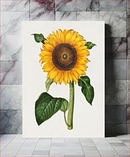 Πίνακας, Helianthus annuus (common sunflower) (1649 – 1659), by Maria Sibylla Merian