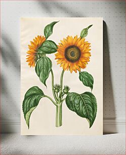 Πίνακας, Helianthus annuus (common sunflower) by Maria Sibylla Merian