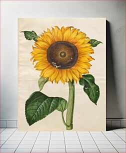 Πίνακας, Helianthus annuus (common sunflower) by Maria Sibylla Merian
