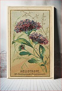 Πίνακας, Heliotrope (Heliotropium Peruvianum), from the Flowers series for Old Judge Cigarettes issued by Goodwin & Company
