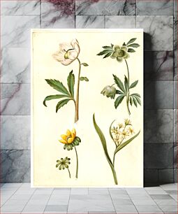 Πίνακας, Helleborus niger (common Christmas rose);Eranthis hyemalis (garden-erantis);Gagea lutea (common golden star) by Maria Sibylla Merian