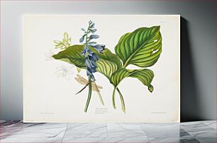 Πίνακας, Hemerocallis caerulea (Common Hosta) (1831–1834) by Priscilla Susan Bury