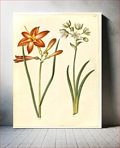 Πίνακας, Hemerocallis fulva (brown daylily);Ornithogalum arabicum (milk star) by Maria Sibylla Merian