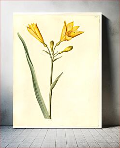 Πίνακας, Hemerocallis lilioasphodelus (yellow daylily) by Maria Sibylla Merian