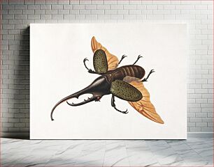 Πίνακας, Hercules Beetle (1758), vintage insect illustration by George Edwards