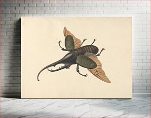 Πίνακας, Hercules Beetle by George Edwards