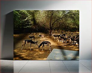 Πίνακας, Herd of Antelopes in a Forest Κοπάδι Αντιλόπες σε Δάσος