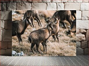 Πίνακας, Herd of Wild Goats in Natural Habitat Κοπάδι άγριων κατσικιών σε φυσικό βιότοπο