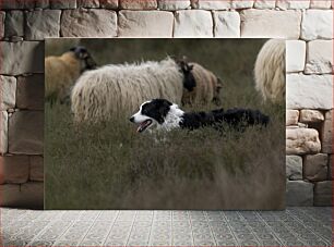 Πίνακας, Herding Dog with Sheep Σκύλος βοσκής με πρόβατα