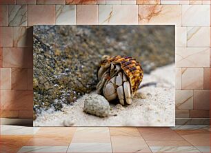 Πίνακας, Hermit Crab on the Beach Ερημίτης Καβούρι στην Παραλία