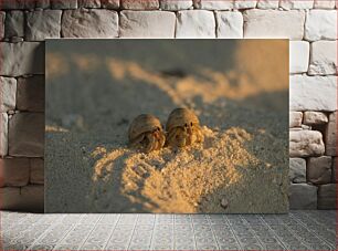 Πίνακας, Hermit Crabs Καβούρια Ερημίτης