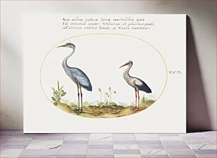 Πίνακας, Heron and Stork (1575–1580) by Joris Hoefnagel