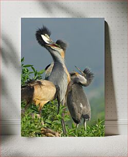 Πίνακας, Herons Perching Together Ερωδιοί που κουρνιάζουν μαζί