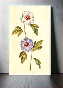 Πίνακας, Hibiscus syriacus (Syrian rose) by Maria Sibylla Merian