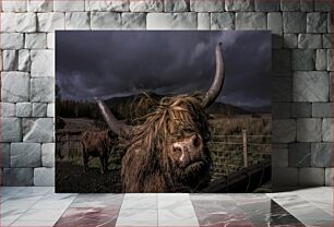 Πίνακας, Highland Cattle at Dusk Βοοειδή Highland στο σούρουπο