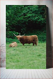 Πίνακας, Highland Cattle in a Lush Pasture Βοοειδή Highland σε ένα καταπράσινο λιβάδι