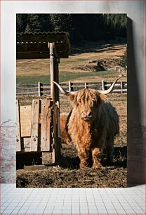 Πίνακας, Highland Cattle in a Pasture Βοοειδή Highland σε ένα βοσκότοπο