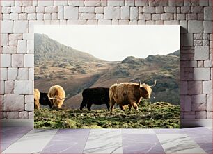 Πίνακας, Highland Cattle in Mountain Landscape Βοοειδή Highland στο ορεινό τοπίο