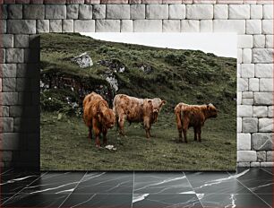 Πίνακας, Highland Cattle in Pasture Βοοειδή Highland στο Βοσκότοπο