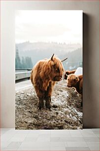 Πίνακας, Highland Cattle in the Mountains Βοοειδή Highland in the Mountains