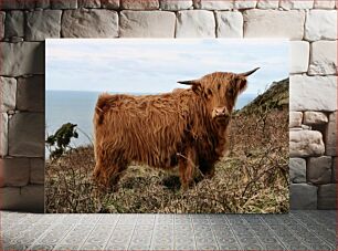 Πίνακας, Highland Cow by the Sea Highland Cow by the Sea