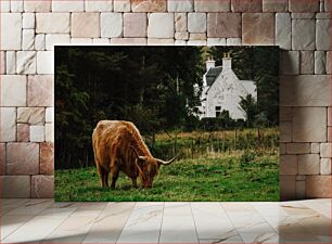 Πίνακας, Highland Cow Grazing in the Countryside Highland Cow που βόσκουν στην ύπαιθρο