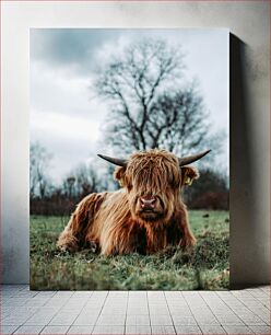 Πίνακας, Highland Cow in a Field Highland Cow in a Field