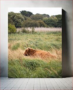 Πίνακας, Highland Cow in a Field Highland Cow in a Field