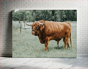 Πίνακας, Highland Cow in a Field Highland Cow in a Field