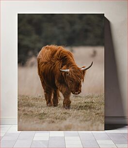 Πίνακας, Highland Cow in Field Highland Cow in Field