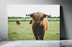 Πίνακας, Highland Cow in Field Highland Cow in Field