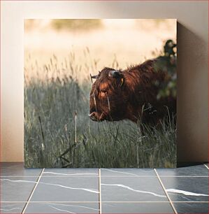 Πίνακας, Highland Cow in Grass Highland Cow in Grass
