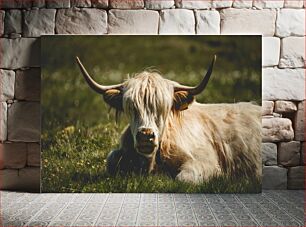 Πίνακας, Highland Cow in Meadow Highland Cow στο Meadow