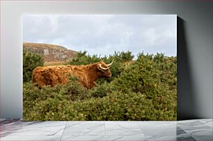 Πίνακας, Highland Cow in Natural Habitat Αγελάδα Highland σε φυσικό βιότοπο