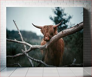 Πίνακας, Highland Cow in Nature Highland Cow in Nature