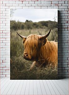 Πίνακας, Highland Cow in Nature Highland Cow in Nature