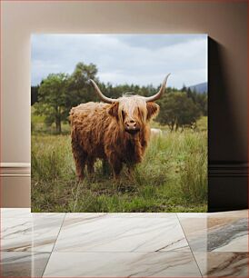 Πίνακας, Highland Cow in Pasture Highland Cow σε Βοσκότοπο