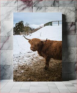 Πίνακας, Highland Cow in Snow Highland Cow στο χιόνι