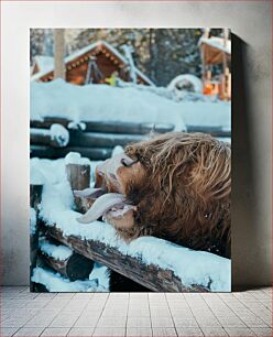 Πίνακας, Highland Cow in Winter Highland Cow τον χειμώνα