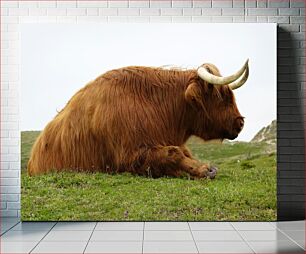Πίνακας, Highland Cow on Grass Highland Cow on Grass