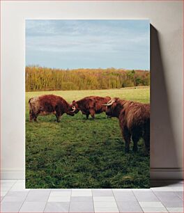 Πίνακας, Highland Cows in a Field Highland Cows in a Field