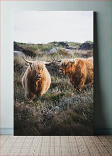 Πίνακας, Highland Cows in Natural Habitat Αγελάδες ορεινών περιοχών σε φυσικό βιότοπο
